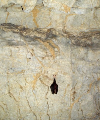 Ochozsk jeskyn - vrpenec mal v chodb Hadice
