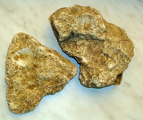 Zkamenlina mle - srdcovky - nalezeno v okol Pamtic