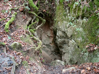 Strom u vstupn skluzavky do Maliny jeskyn
