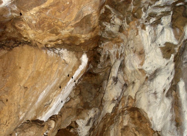 Malina jeskyn - netopi v Kamenitm dmu